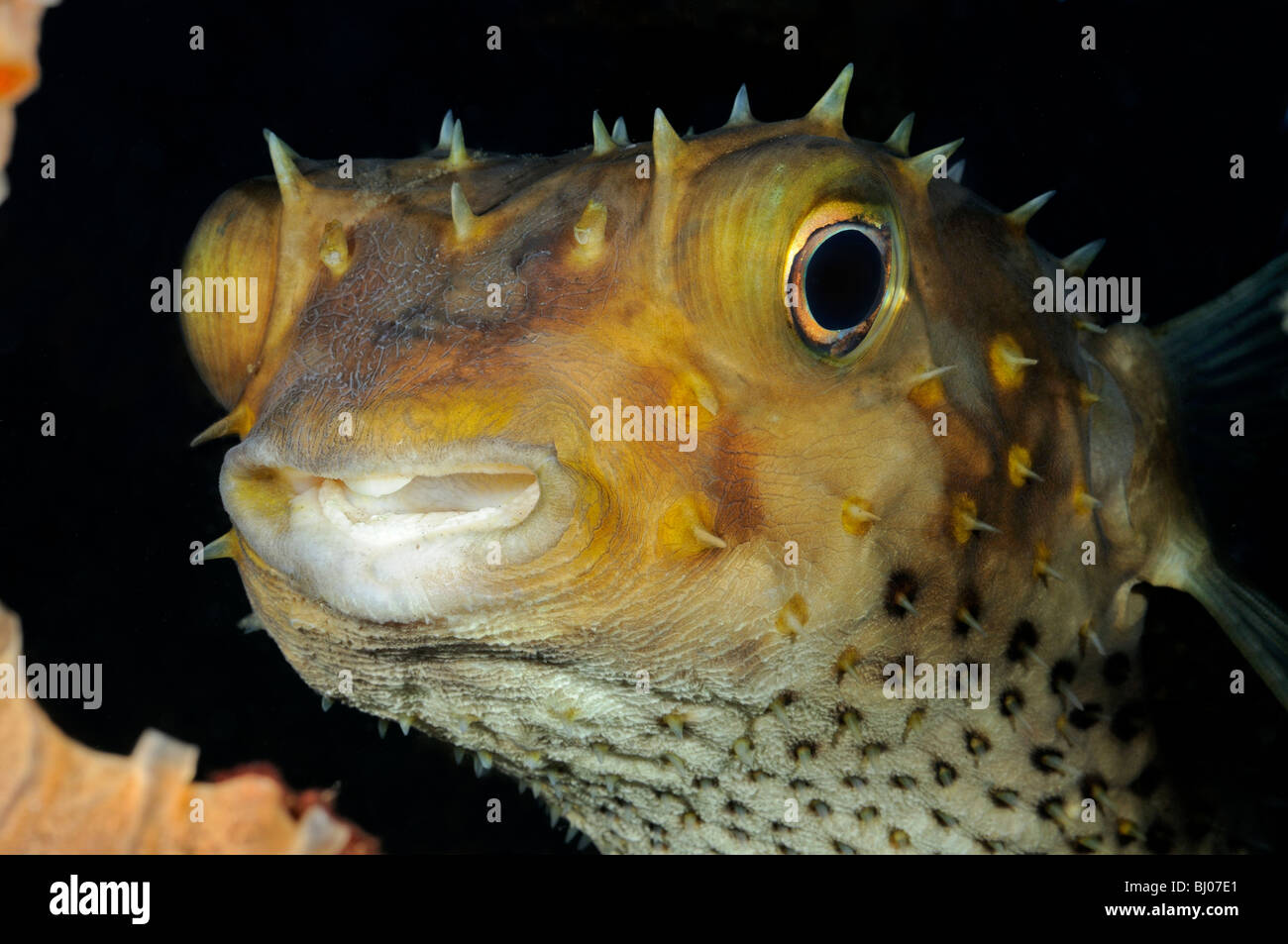 Cyclichthys spilostylus, Yellowspotted Burrfish, portrait, Tulamben, Bali, Indonésie, l'océan Indo-pacifique Banque D'Images