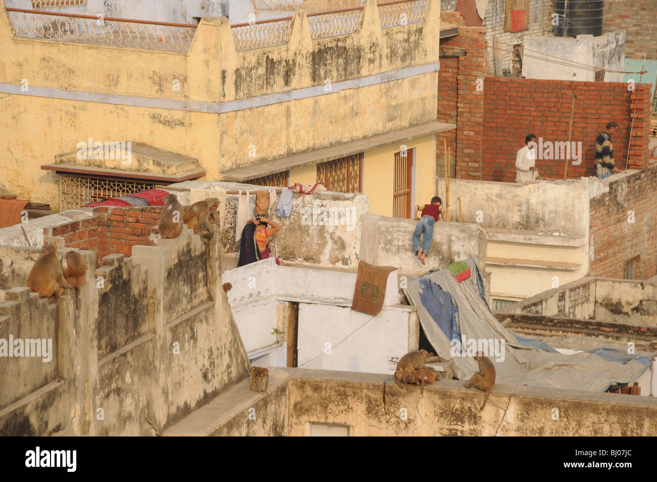 Les gens se tenir sur leur toit pour regarder loin et d'éviter les singes à Varanasi, Inde Banque D'Images