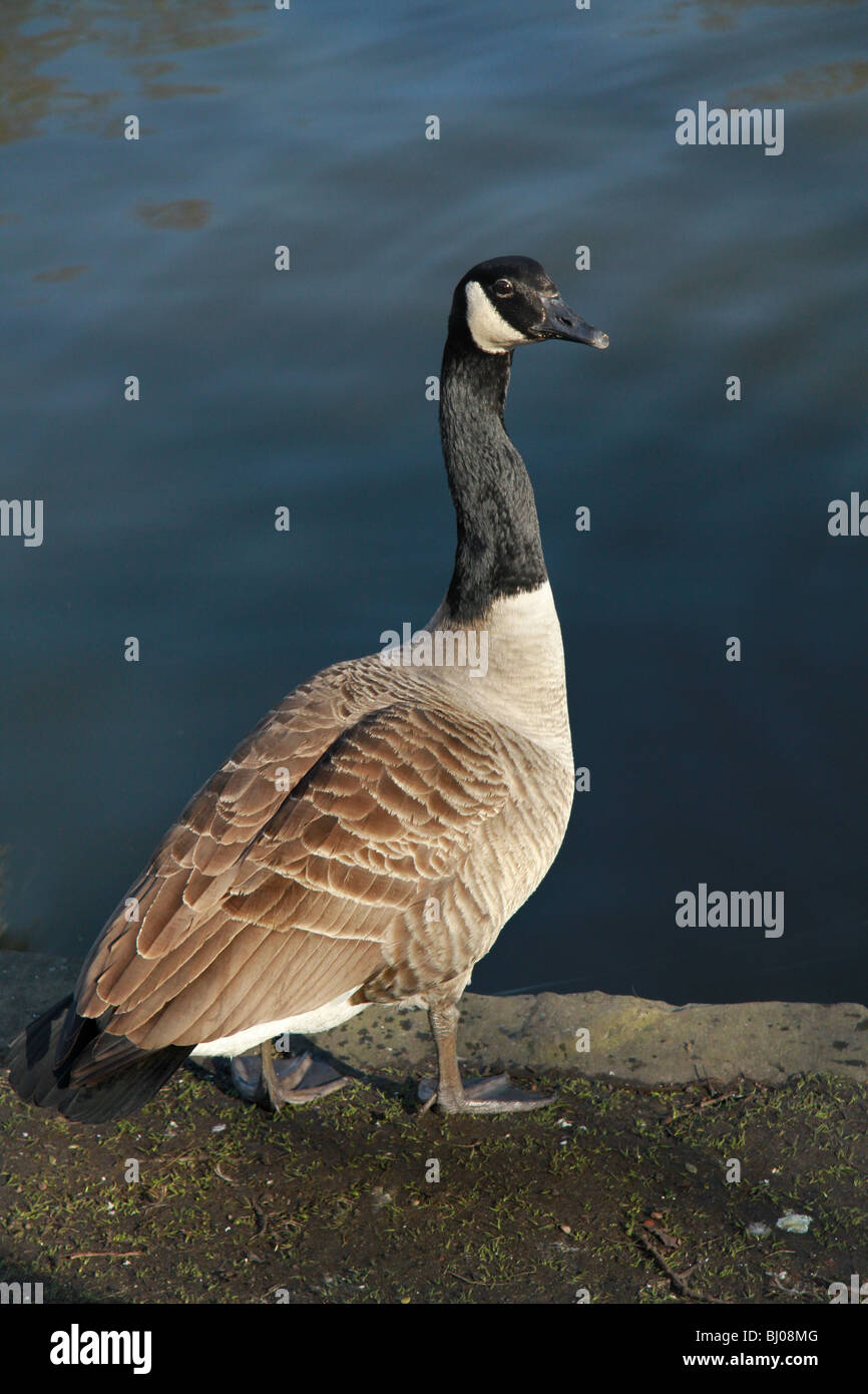 Canada goose à côté de lac sur la banque à dunham park à Altrincham, Cheshire Banque D'Images