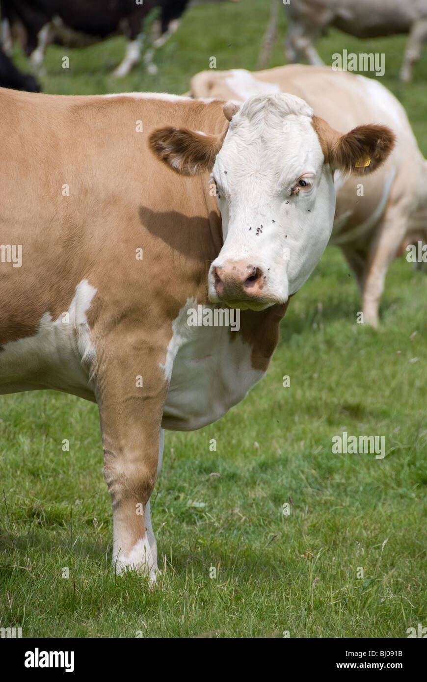 Vache brun et blanc dans un champ Banque D'Images