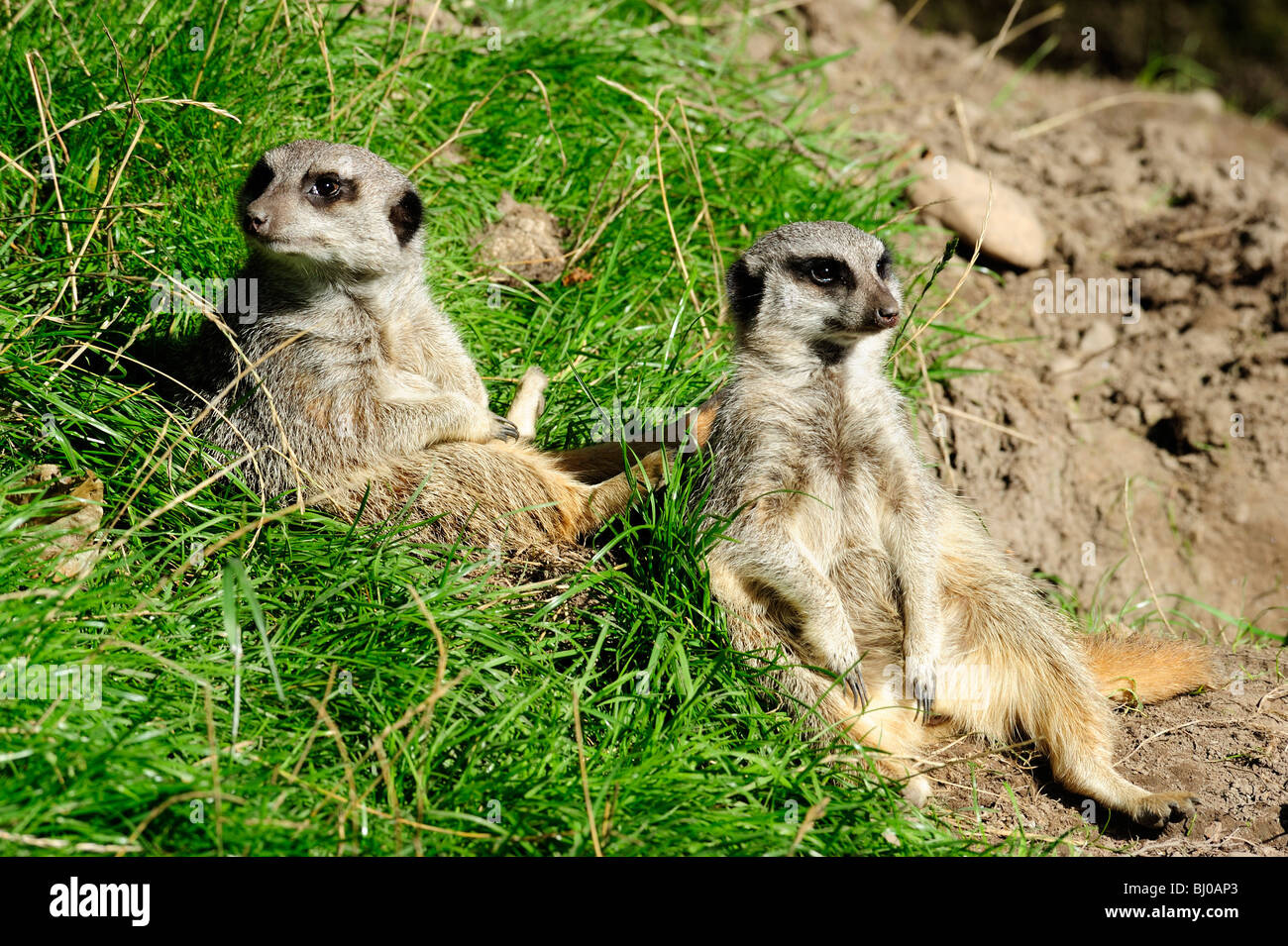 Les suricates queue élancée, Blair Drummond Safari Park, près de Stirling, Ecosse Banque D'Images