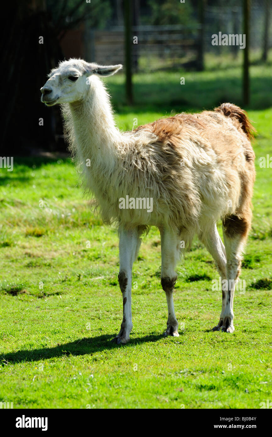 Llama, Blair Drummond Safari Park, près de Stirling, Ecosse Banque D'Images