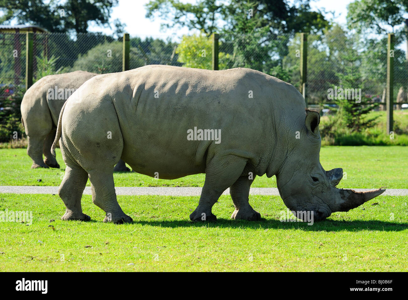 Paire de rhinocéros blanc du sud, Blair Drummond Safari Park, près de Stirling, Ecosse Banque D'Images