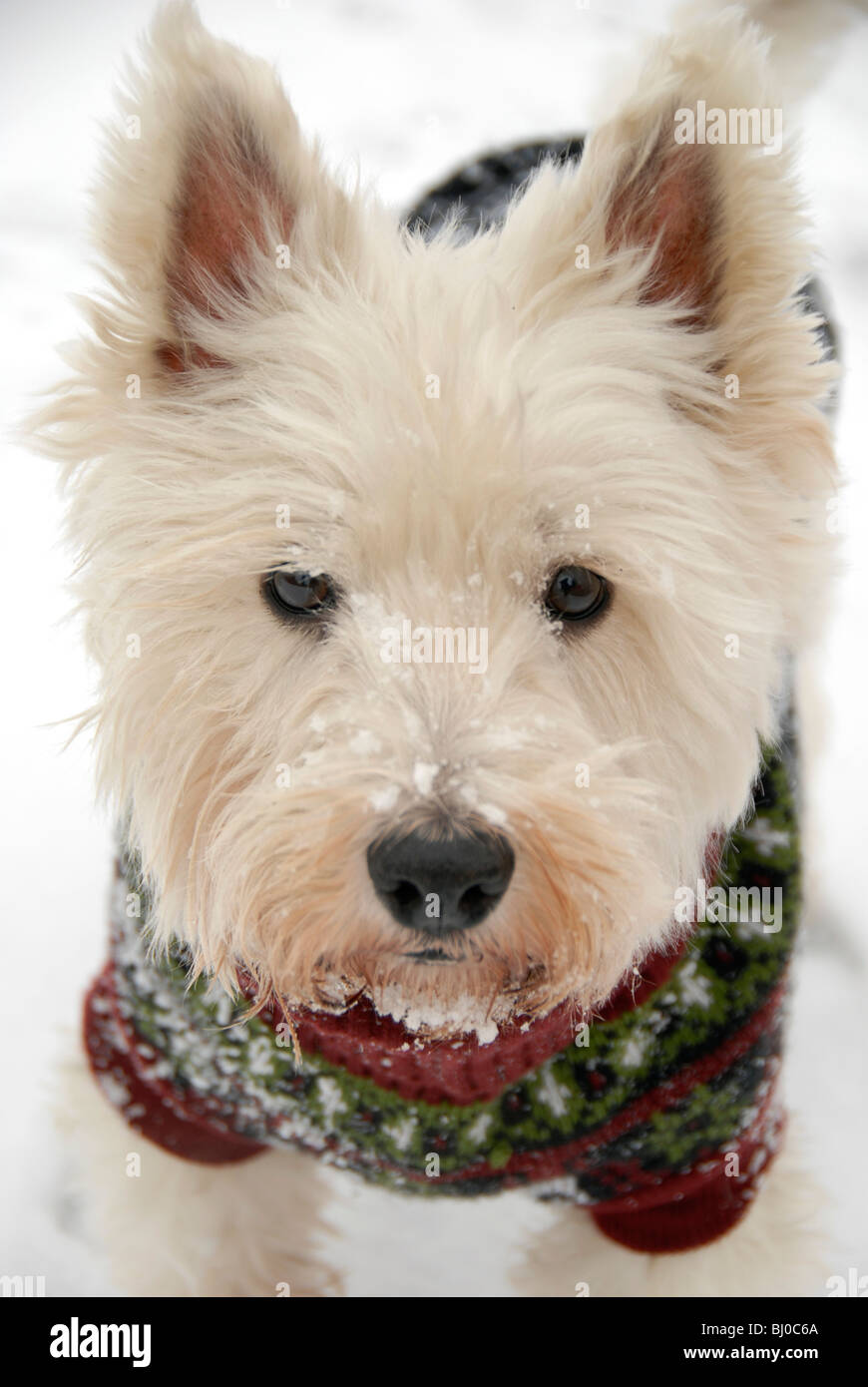 Portrait d'un West Highland White Terrier (Westie) portant un chandail de vacances de Noël dans la neige. Banque D'Images