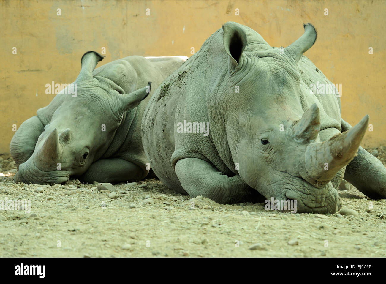 Paire de rhinocéros blanc du sud, Blair Drummond Safari Park, près de Stirling, Ecosse Banque D'Images