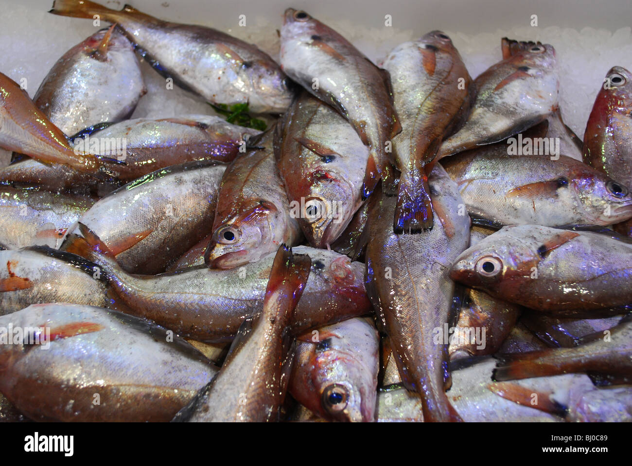 Des fruits de mer au marché Abastos à Santiago de Compostela, Espagne, en Galice Banque D'Images