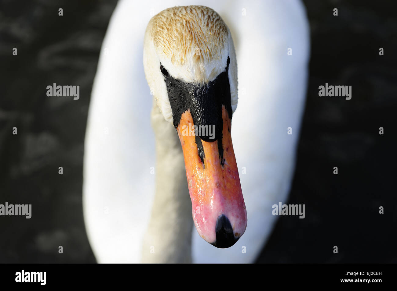 Portrait de cygne muet sur un lac Banque D'Images