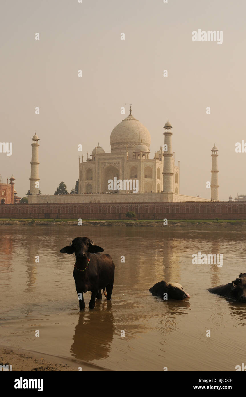 Sous un point de vue sur le Taj Mahal avec de l'eau dans la rivière Buffalo Banque D'Images