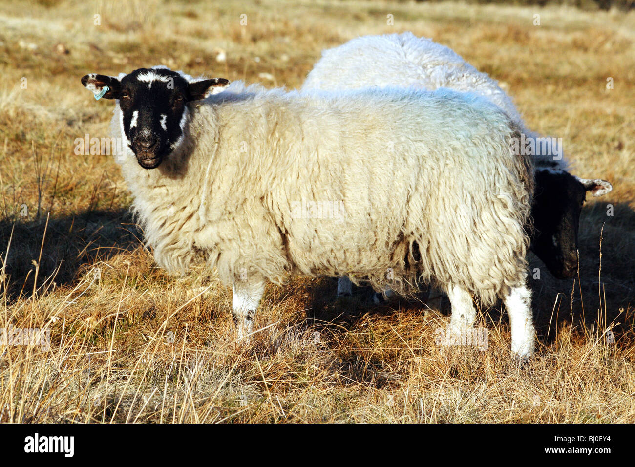 Races de Moutons Moutons pierre meulière Derbyshire un farm animal domestique qui est habituellement interrogées Banque D'Images