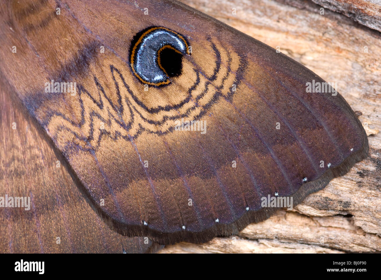 Close-up of blue eye spot sur l'aile du papillon maison brune australienne Banque D'Images