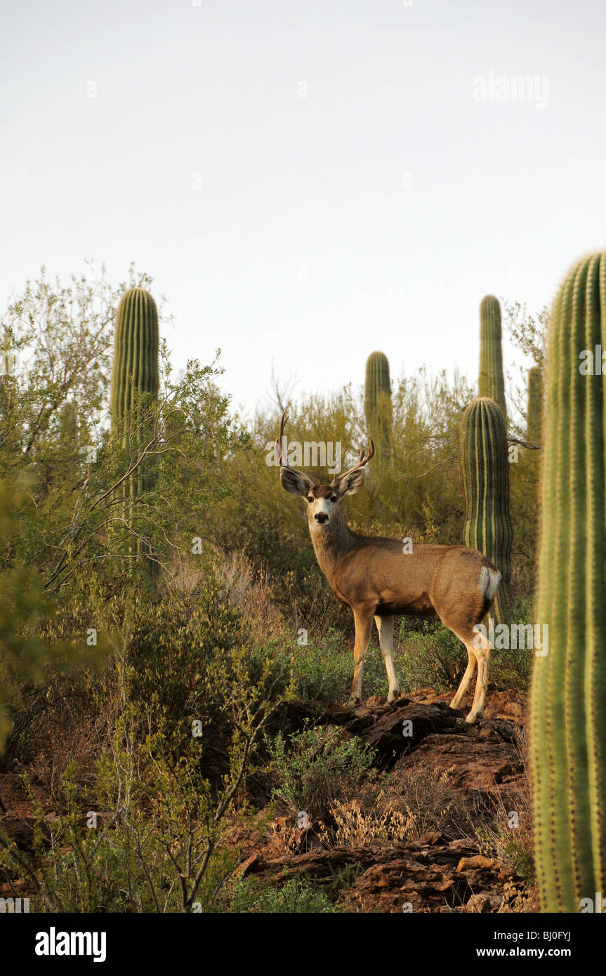 Le cerf mulet (Odocoileus hemionus), dans les montagnes de Tucson à Tucson Mountain Park dans le désert de Sonora, Tucson, Arizona, USA. Banque D'Images