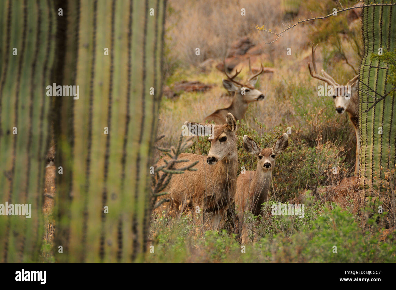 Le cerf mulet (Odocoileus hemionus), dans les montagnes de Tucson à Tucson Mountain Park dans le désert de Sonora, Tucson, Arizona, USA. Banque D'Images