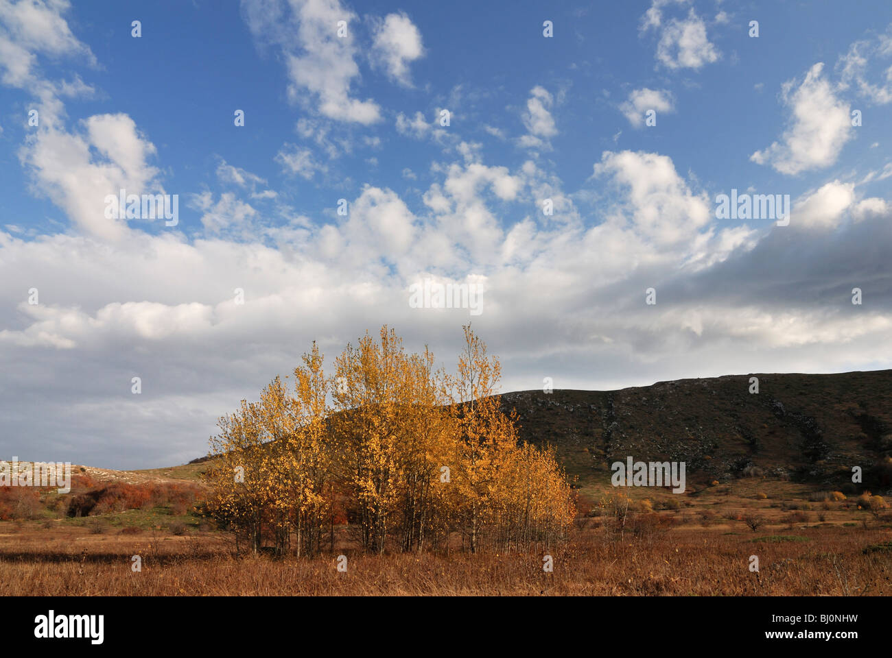 Arbres en Chatyr-dag plateau montagneux paysage sur la Crimée Banque D'Images