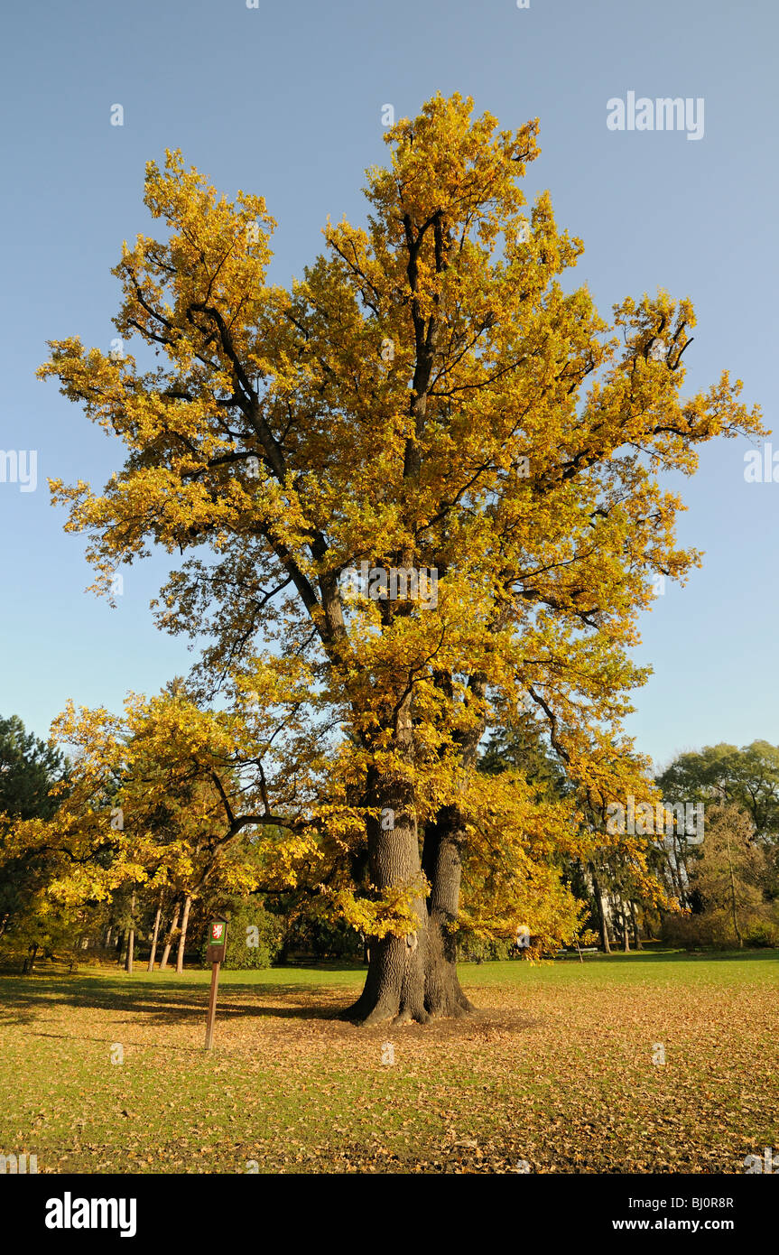 Rudolfuv dub (Rudolph's Oak), 250 ans le chêne pédonculé (Quercus robur walkeri) en automne, Olomouc, République Tchèque Banque D'Images