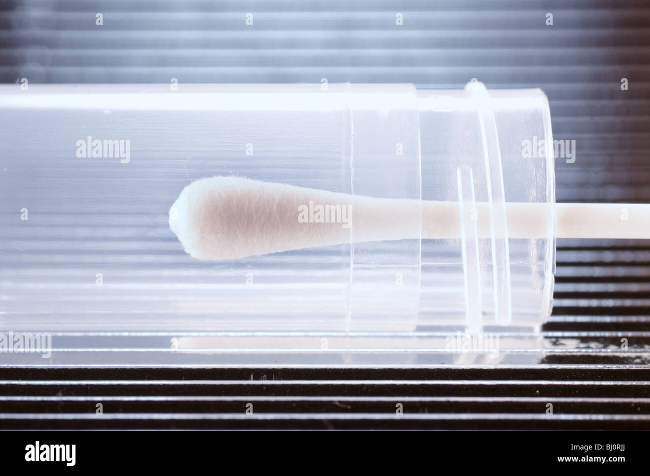 Bâton de coton pour l'essai d'ADN et le test de paternité Banque D'Images