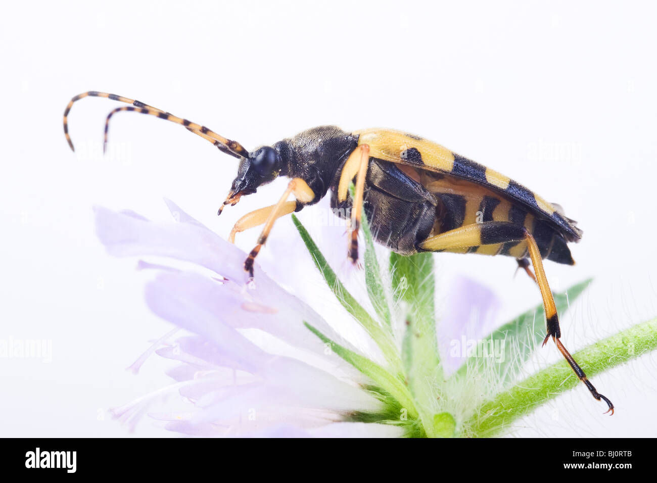 Le noir et le jaune (Rutpela maculata) Banque D'Images