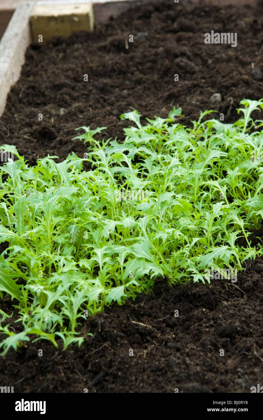 Verts Mizuna Brassica rapa (nipposinica) croissant dans un lit dans un polytunnel. Banque D'Images