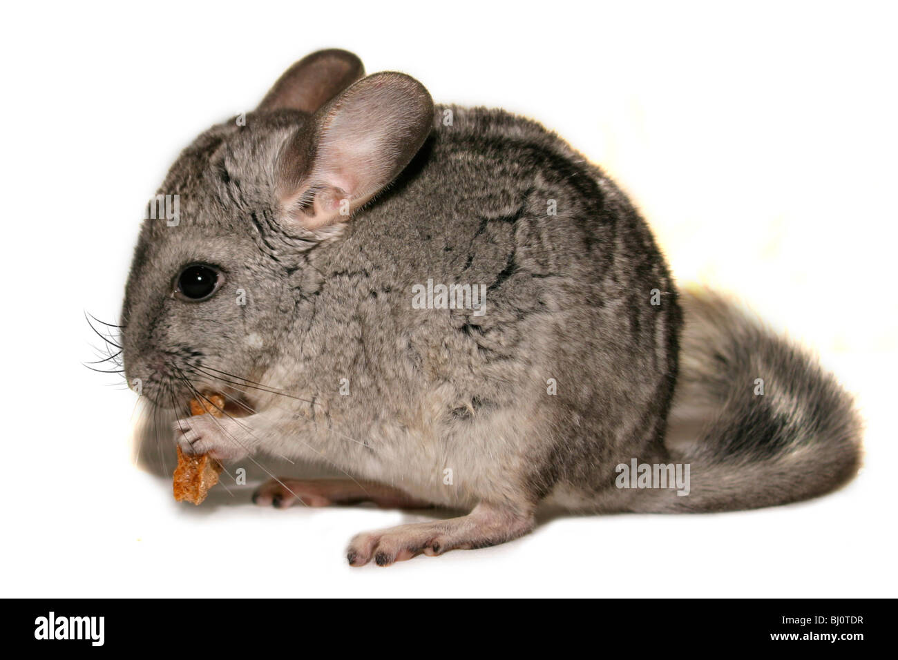 Chinchillas Banque D'Images