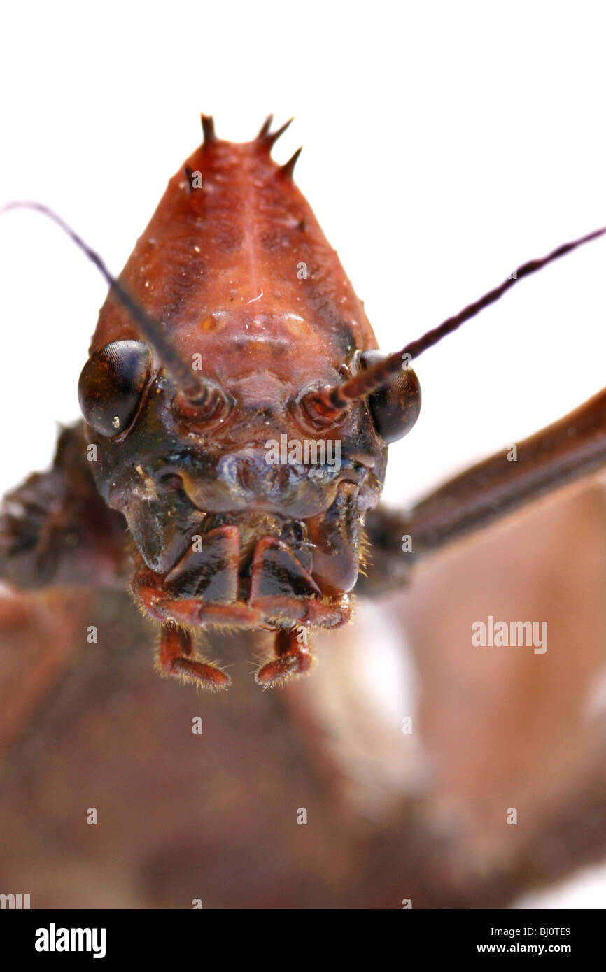 Extatosoma tiaratum Banque D'Images