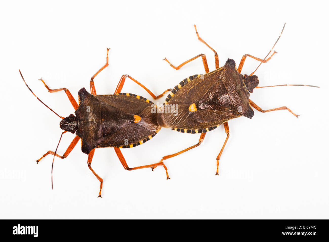 (Pentatoma rufipes forêt Bug) Banque D'Images