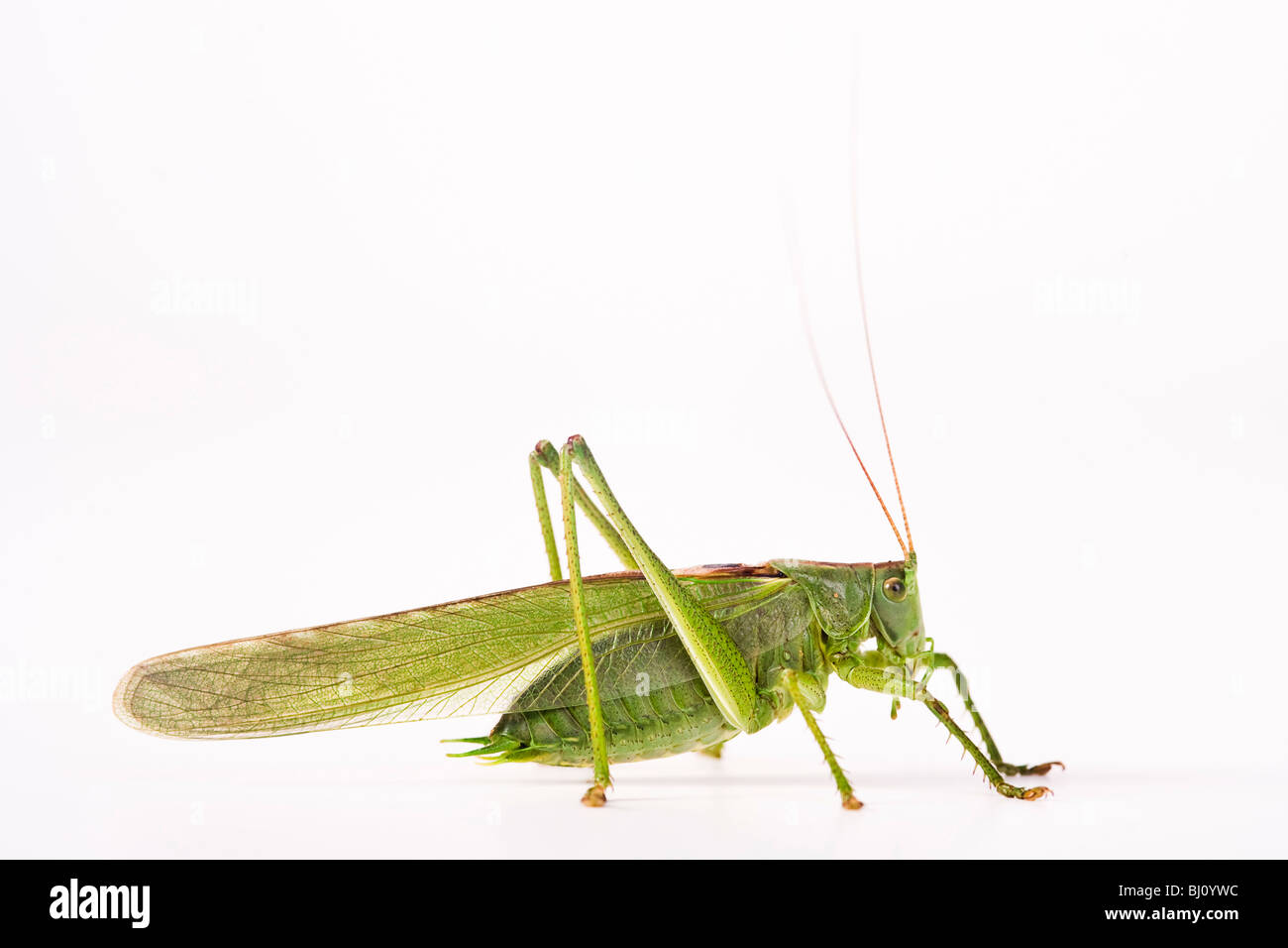Bush vert Tettigonia viridissima (cricket) Banque D'Images