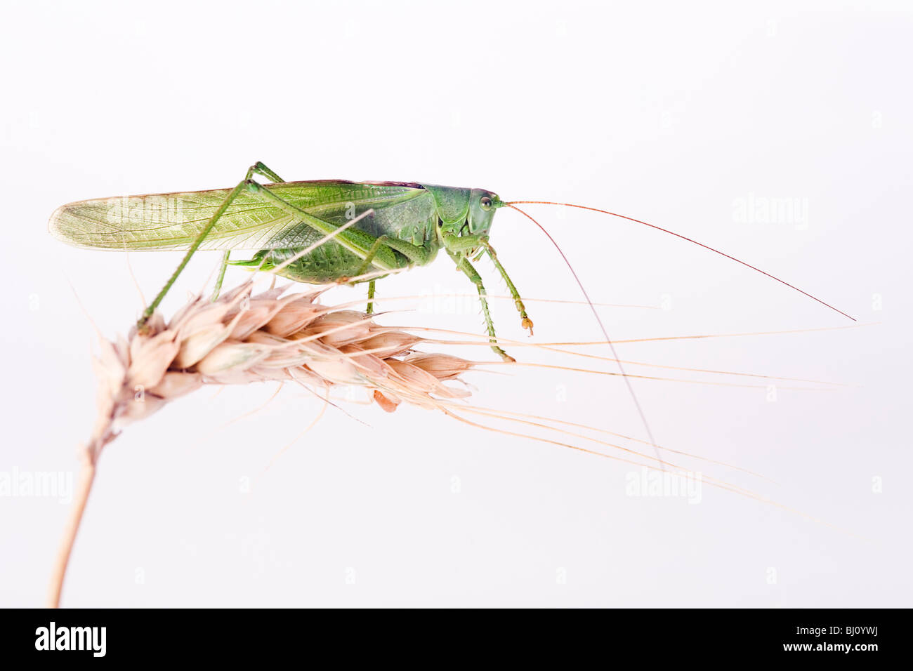 Bush vert Tettigonia viridissima (cricket) Banque D'Images