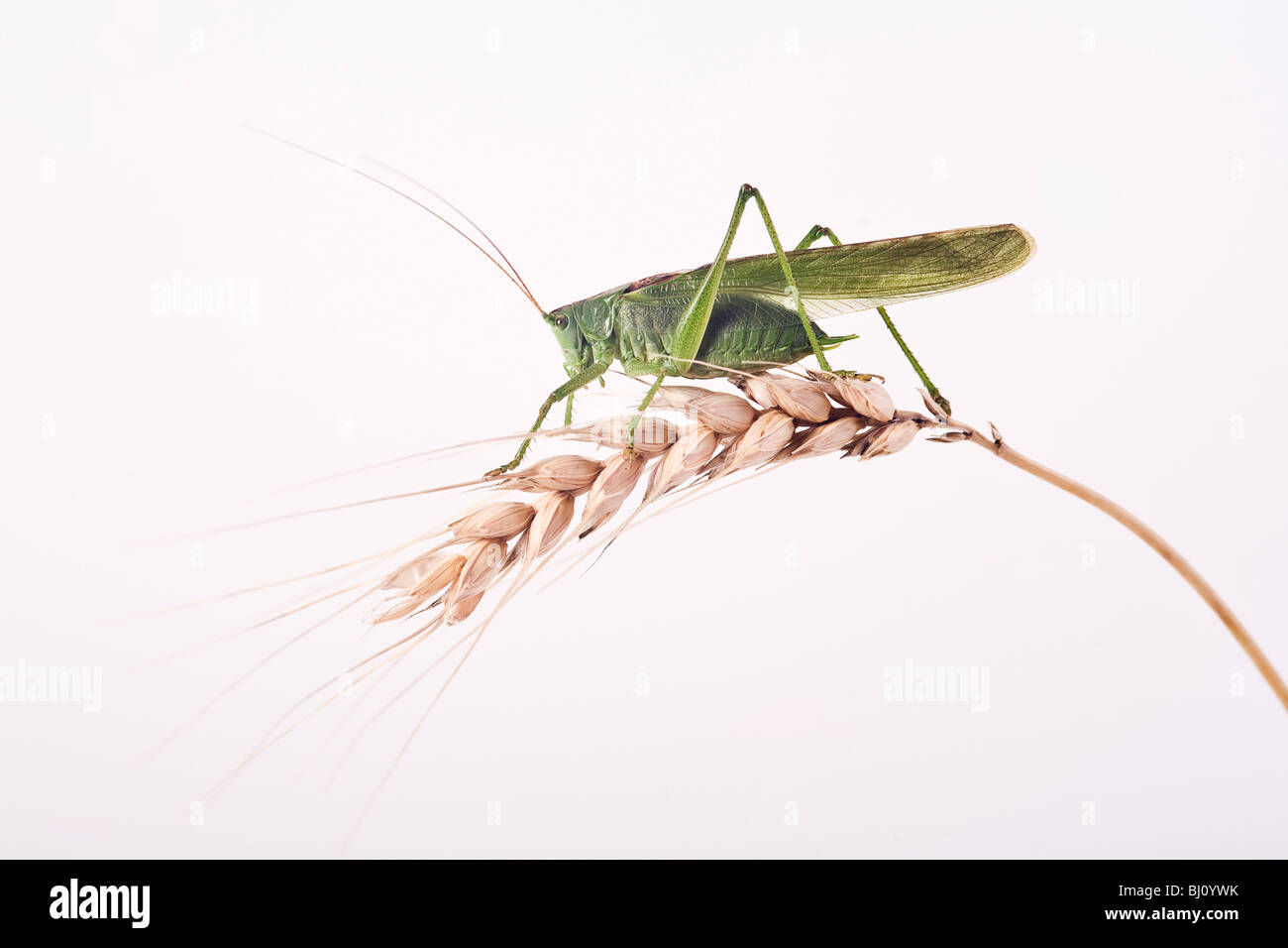 Bush vert Tettigonia viridissima (cricket) Banque D'Images