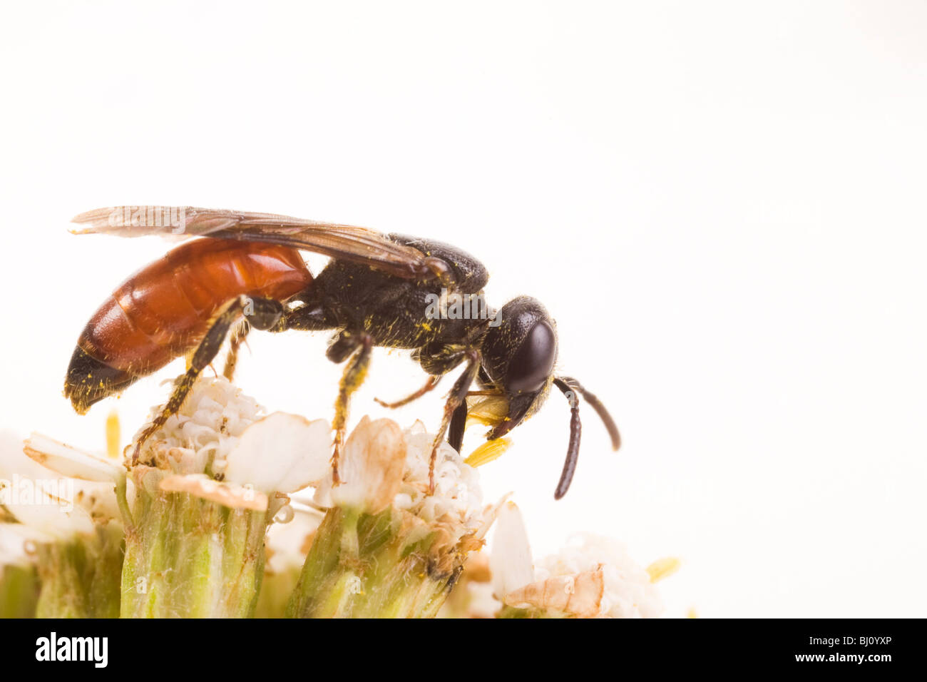 (Sphecodes albilabris abeille coucou) Banque D'Images