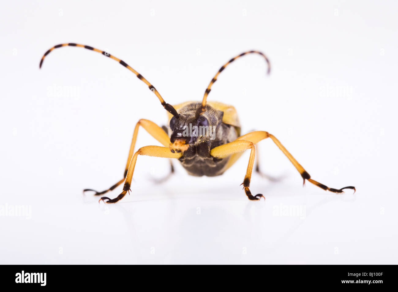 Le noir et le jaune (Rutpela maculata) Banque D'Images