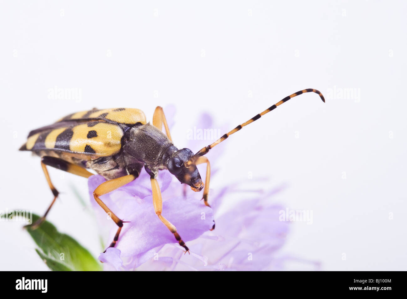 Le noir et le jaune (Rutpela maculata) Banque D'Images