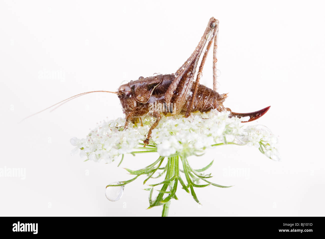 Bush sombre (Pholidoptera griseoaptera) Cricket Banque D'Images