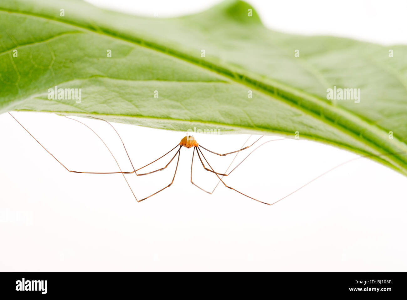 Notes (harvestmen) Banque D'Images