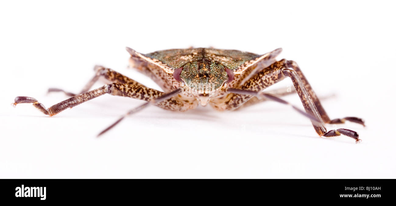 Larve d'un insecte forestier (Pentatoma rufipes) Banque D'Images