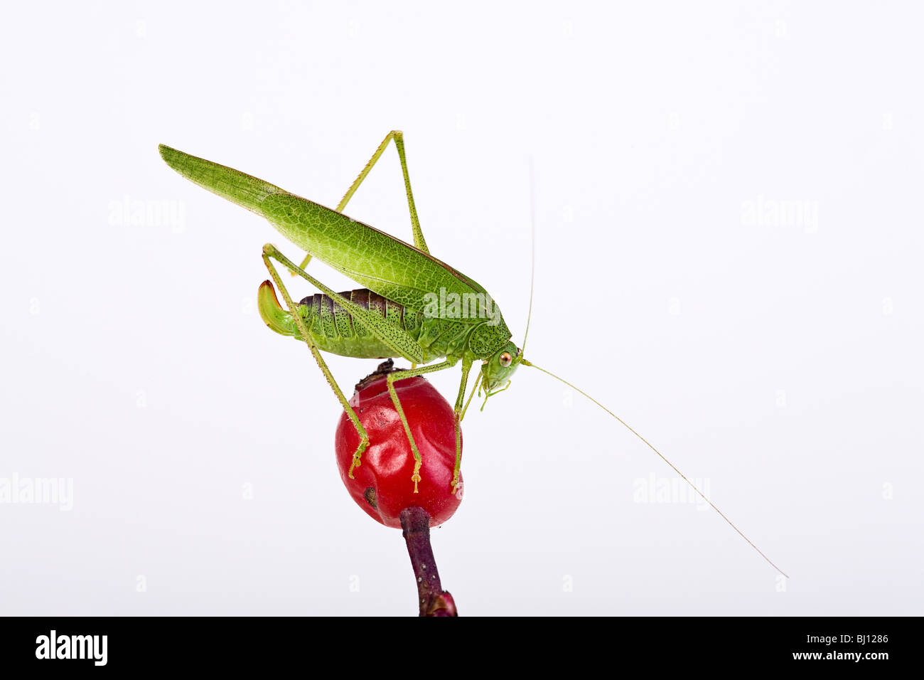 Sickle-Bearing Bush-Cricket (Phaneroptera falcata) Banque D'Images