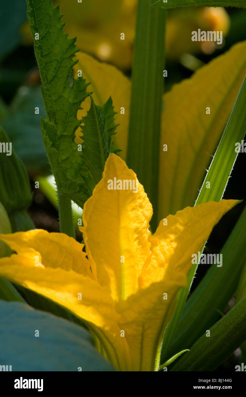 Fleur de courgette courgette ou Banque D'Images