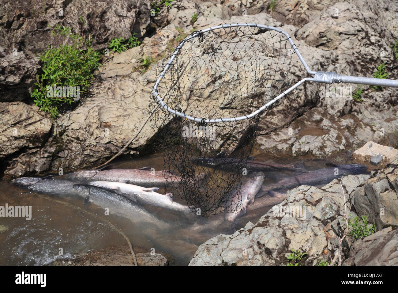 L'épuisette des Premières Nations pris le saumon quinnat, chutes de Moricetown, Bulkley River, Colombie-Britannique Banque D'Images