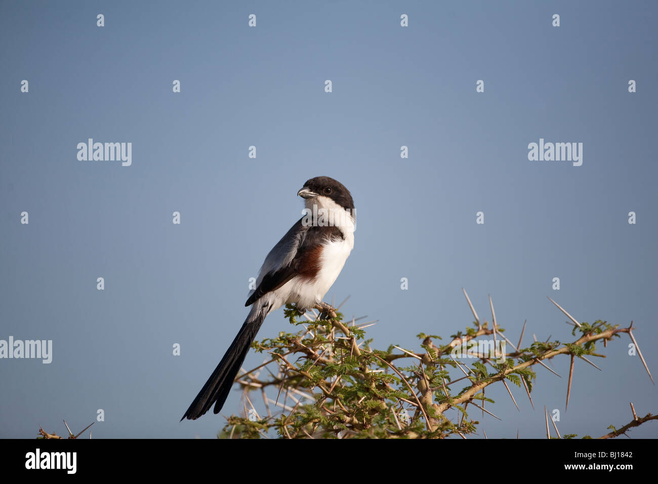 Exercice Long-tailed shrike Lanius cabanisi sur buisson dans le parc national du lac Manyara, Tanzanie Banque D'Images