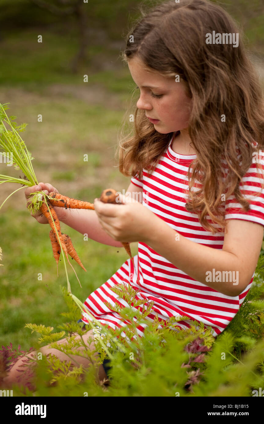 Petite fille (7 ans) la cueillette des carottes du potager Banque D'Images