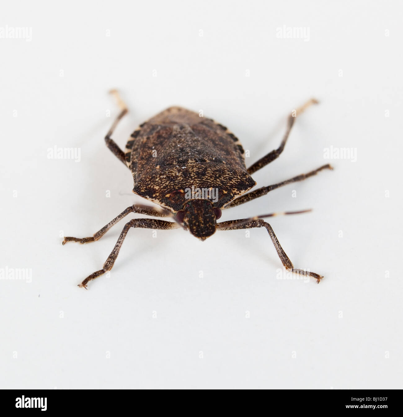 Photographie Macro de sting bug Banque D'Images