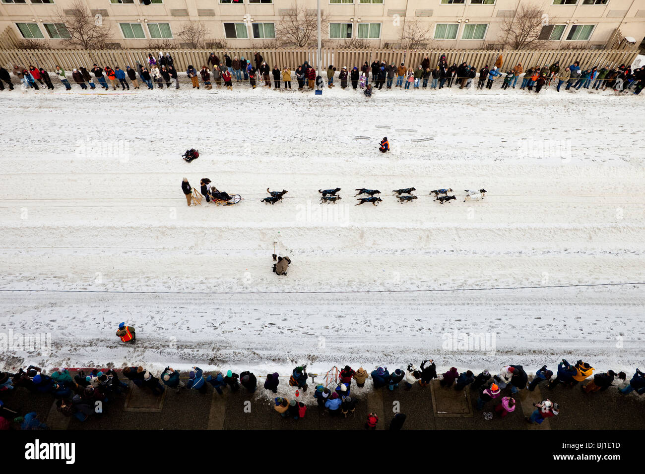 Musher Iditarod et son équipe sur la 4e Avenue Anchorage au cours de la cérémonie de départ de la 38e Iditarod Trail Sled Dog Race. Banque D'Images