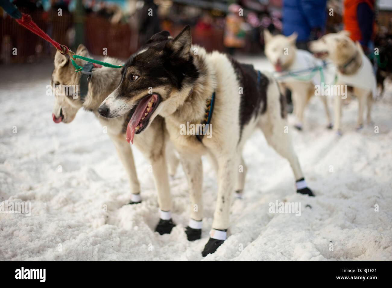 Traîneau à chiens à la cérémonie de départ de l'Iditarod Trail 2010 Course de chiens de traîneau. Banque D'Images
