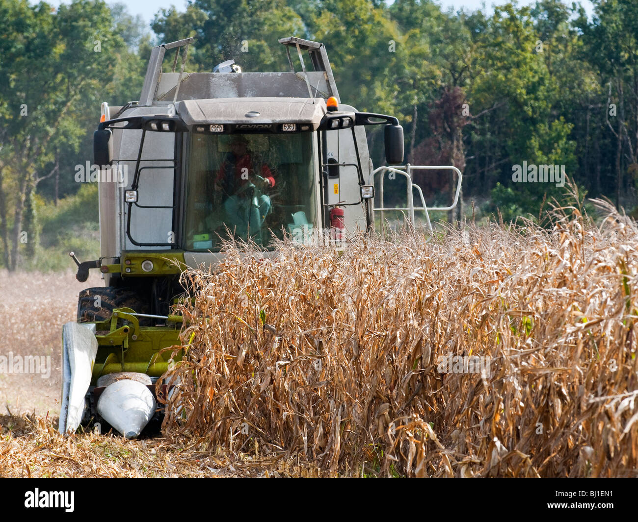540 rendmt Lexion Claas combiner la récolte du maïs / Maïs doux - Indre-et-Loire, France. Banque D'Images