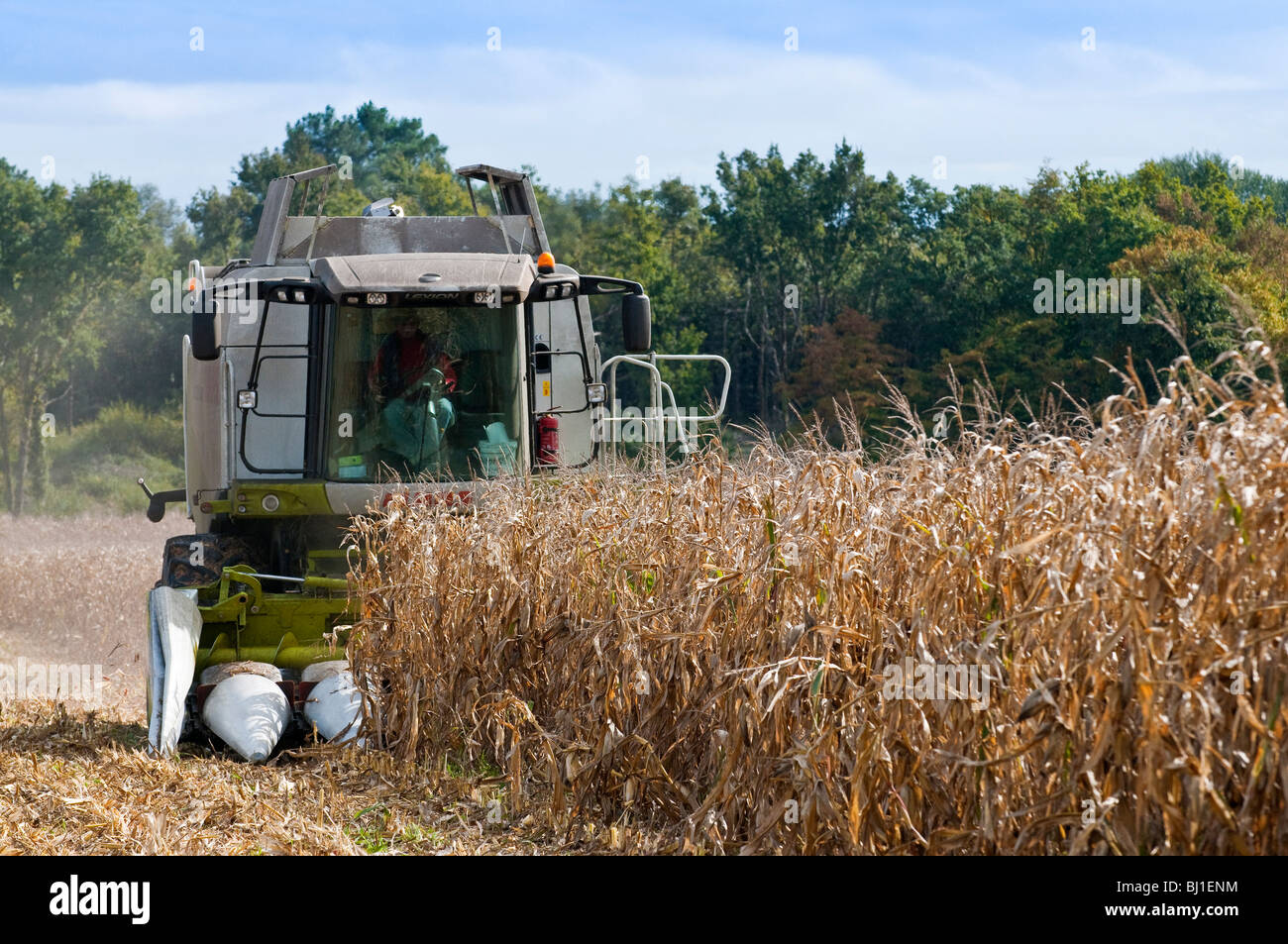 540 rendmt Lexion Claas combiner la récolte du maïs / Maïs doux - Indre-et-Loire, France. Banque D'Images