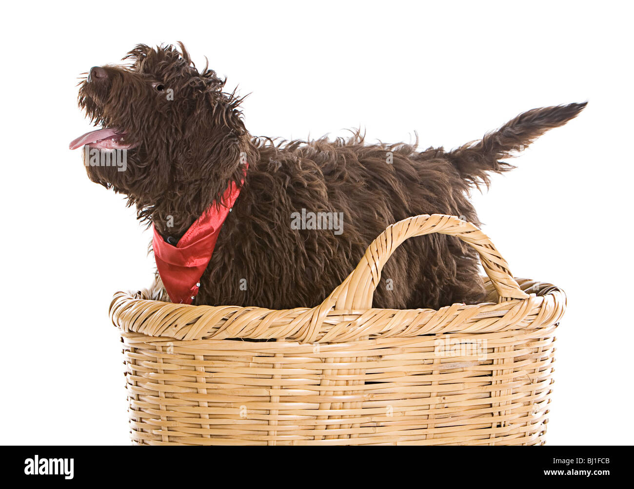 Tourné d'un mignon Labradoodle Puppy dans un panier Banque D'Images