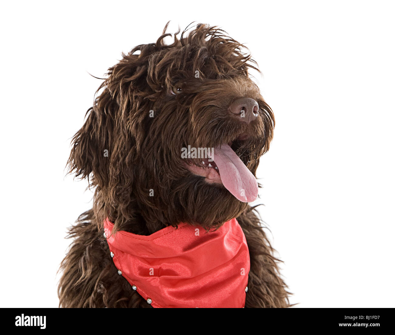 Tourné d'un mignon Labradoodle Puppy avec écharpe rouge Banque D'Images