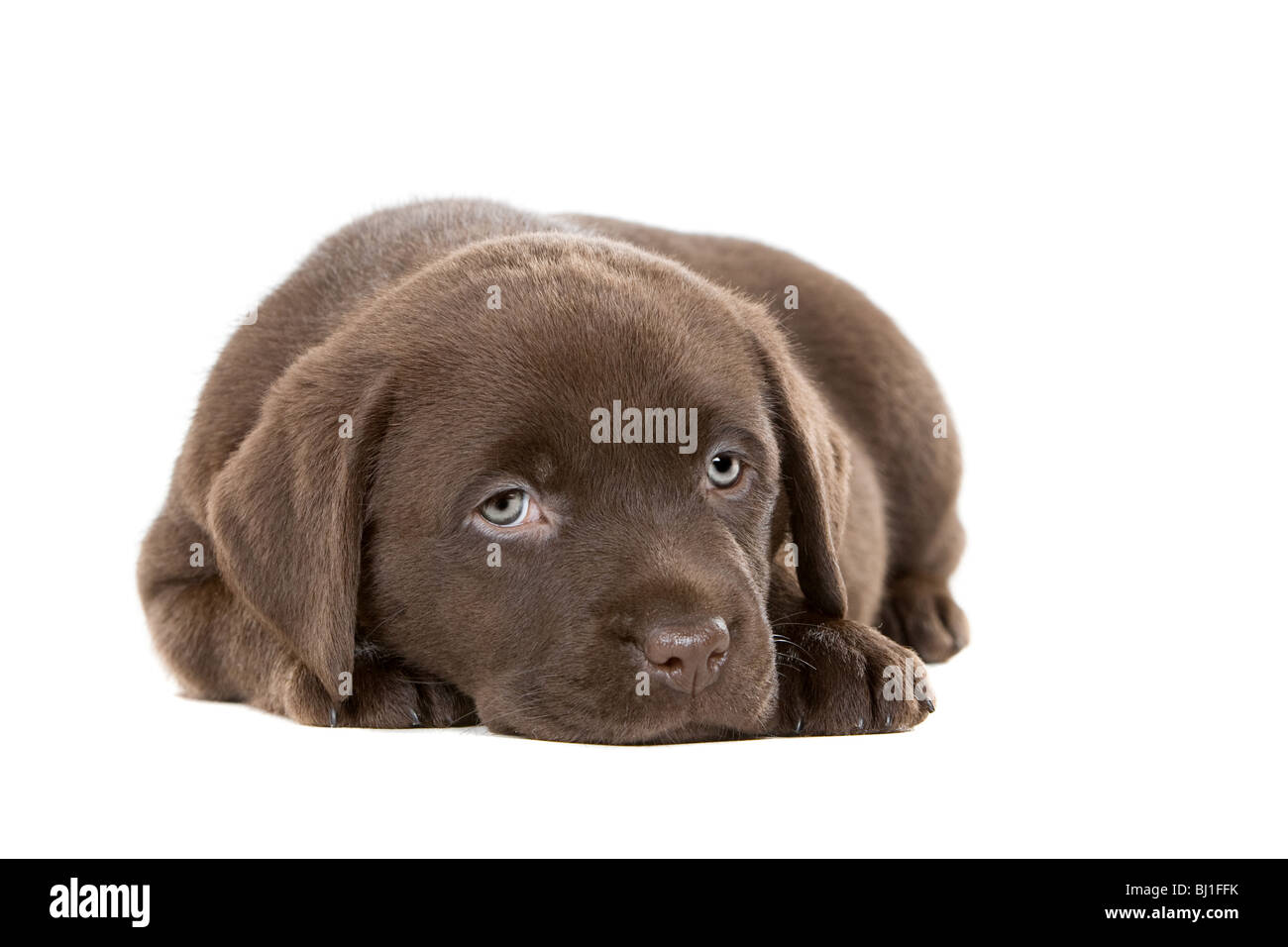 D Un Coup Ultra Mignon Six Semaines Chiot Labrador Chocolat Photo Stock Alamy