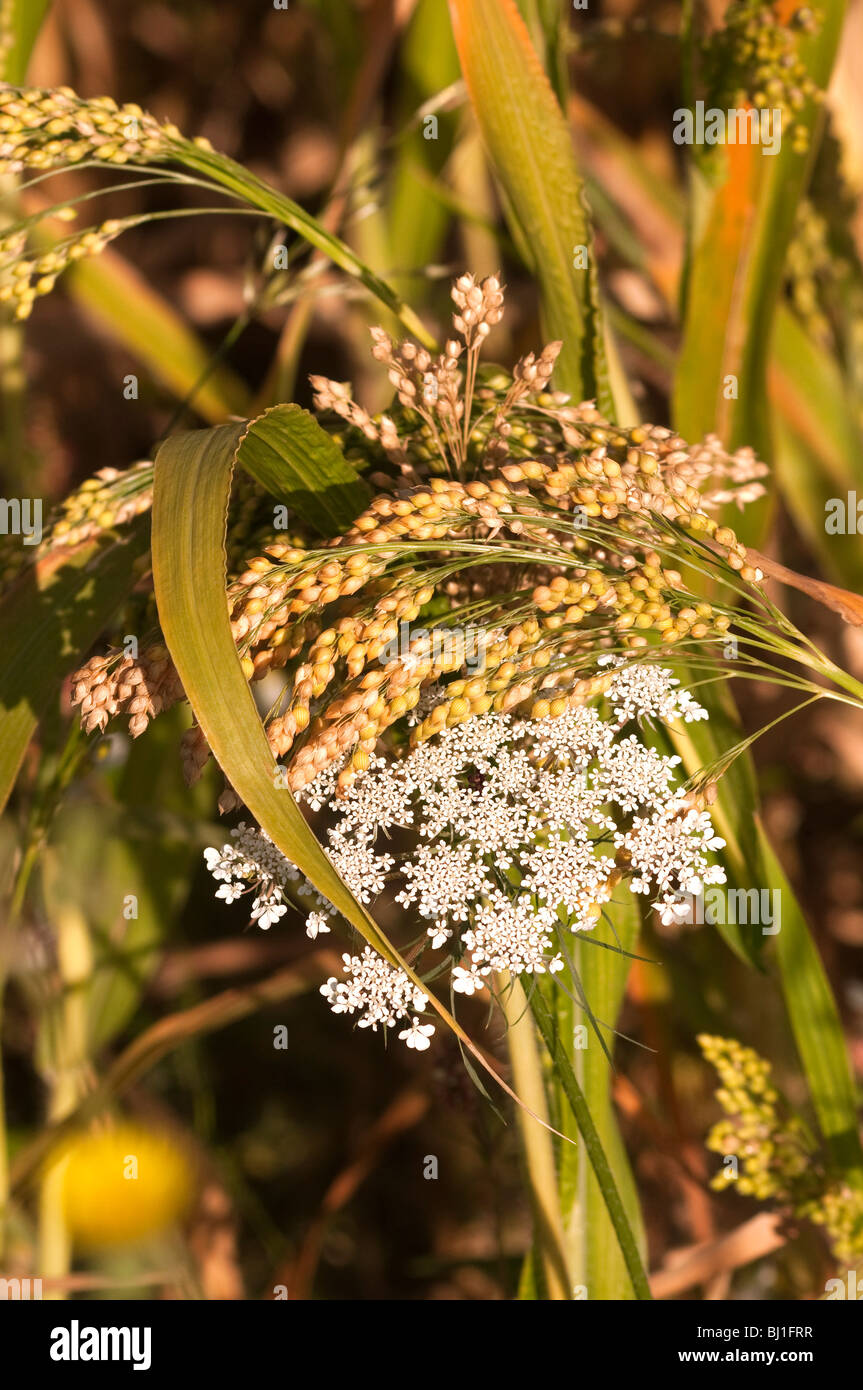 / Millet / Sarrasin Fagopyrum esculentum - France. Banque D'Images