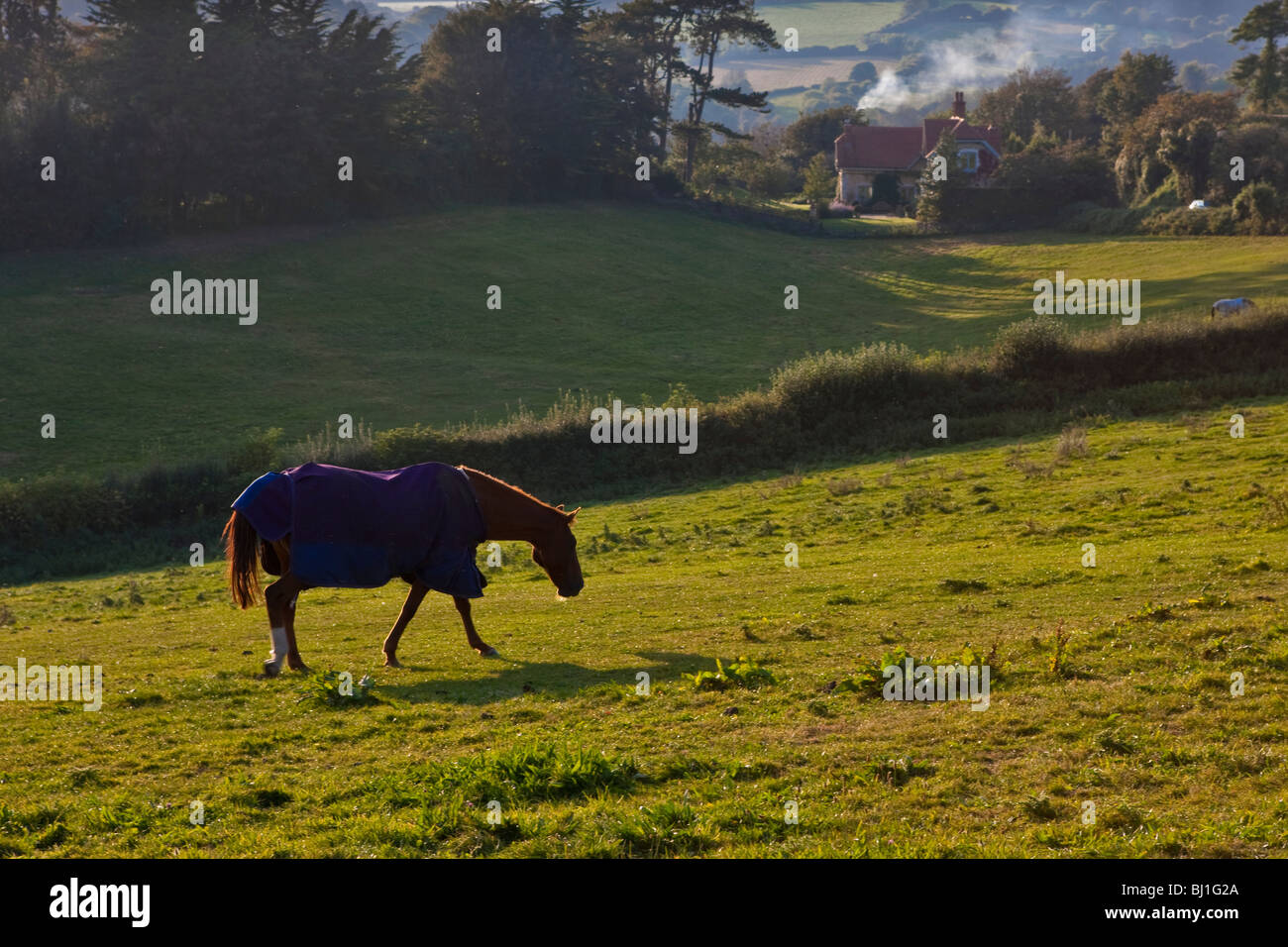 Un cheval dans un enclos avec un cottage dans la distance Banque D'Images