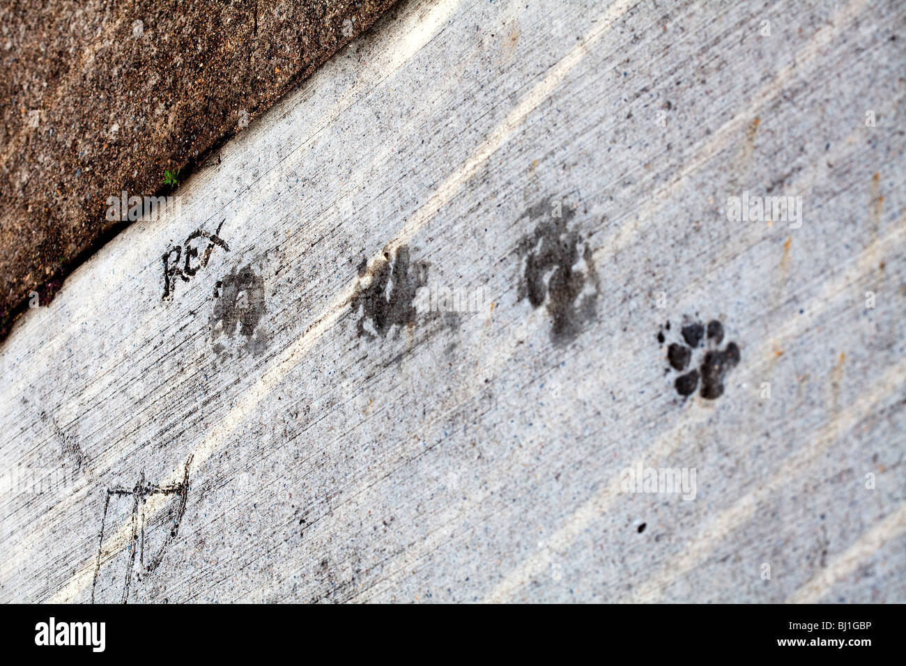 Empreintes de pattes de chien immortalisée dans le béton Banque D'Images