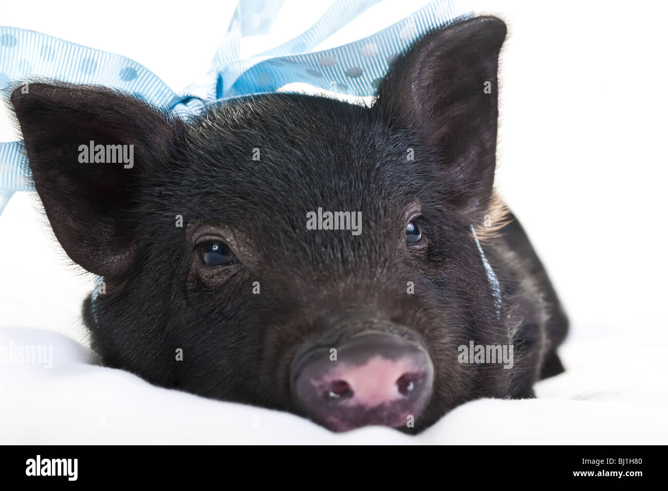 Piggy noir solitaire couché avec un ruban à pois bleu. Banque D'Images